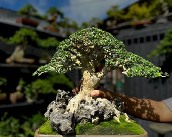 bonsai malen Malen nach Zahlen - Bonsai Baum main image 0
