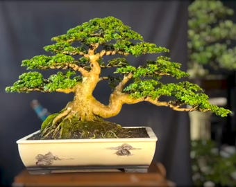 Premna Microphylla Bonsai Live Tree