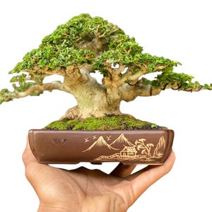 Premna Microphylla Bonsai Actual Picture Small Size Olx Tree