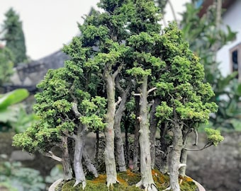 Bonsai Tanuki Japanese juniper tree in a Tan 8 inch ceramic pot. Cedar  deadwood - Etsy.de