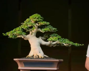 Premna Microphylla Bonsai Tropical Tree Live,Real Picture