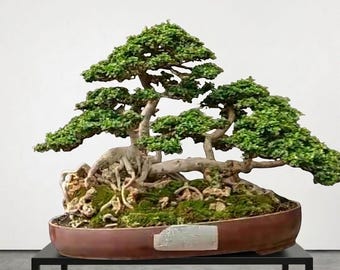 Drzewko bonsai Prenna Microphylla, prawdziwe zdjęcie.