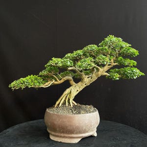 Premna Microphylla Bonsai Actual Picture