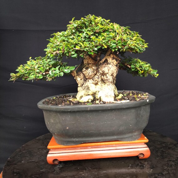 Carmona Retusa Bonsai Tree Actual Picture - Etsy Israel