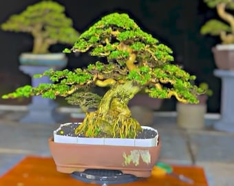 Premna Microphylla Bonsai Tree,Real Picture.