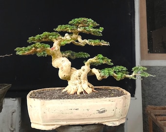 Premna Microphylla Bonsai Tree,Real Picture.
