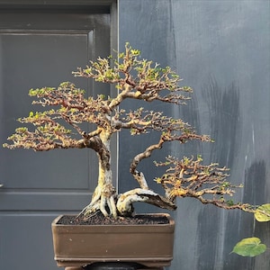 Premna Microphylla Bonsai Actual Picture medium