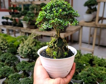 Serissa Super Micro Bonsai Tree,