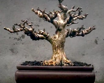 Árbol bonsái tropical Wrightia Religiosa, fotografía real.