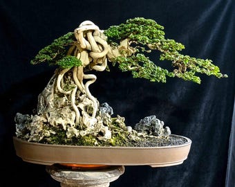 Premna Microphylla On The Rock Bonsai Tree,Real Picture.