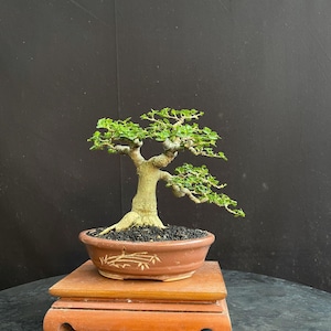 Premna Microphylla Bonsai Actual Picture