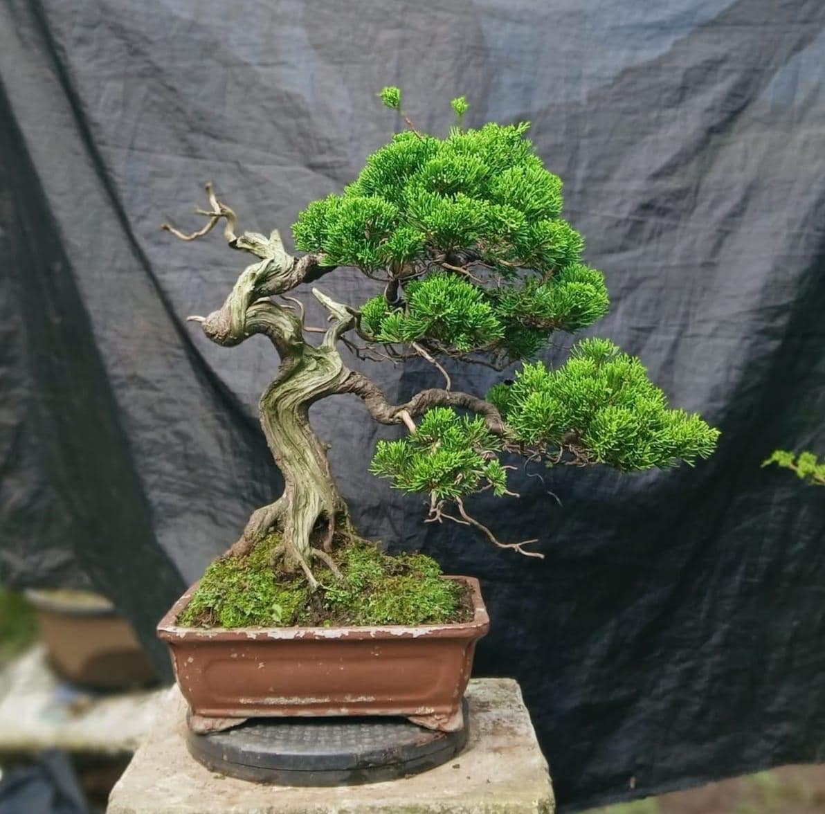 Juniperus Chinensis Original Dead Wood Bonsai,real Picture - Etsy