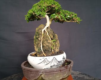 Árbol bonsái Premna Microphylla, imagen real.