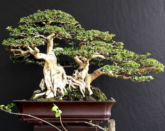 Árbol bonsái Premna Microphylla, imagen real