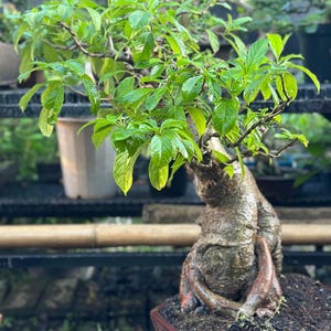 Pode incluir: Um bonsai com um tronco grosso, texturizado e castanho-claro com raízes expostas, plantado num vaso hexagonal castanho-escuro. A árvore apresenta numerosos ramos finos e lenhosos cobertos por folhas ovais, brilhantes e de um verde vivo.