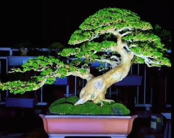 Premna Microphylla Bonsai Tree,Real Picture.