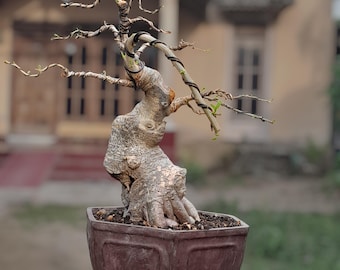 judas bonsai Grow Your Own Bonsai Starter Kit | Judas Tree | Indoor