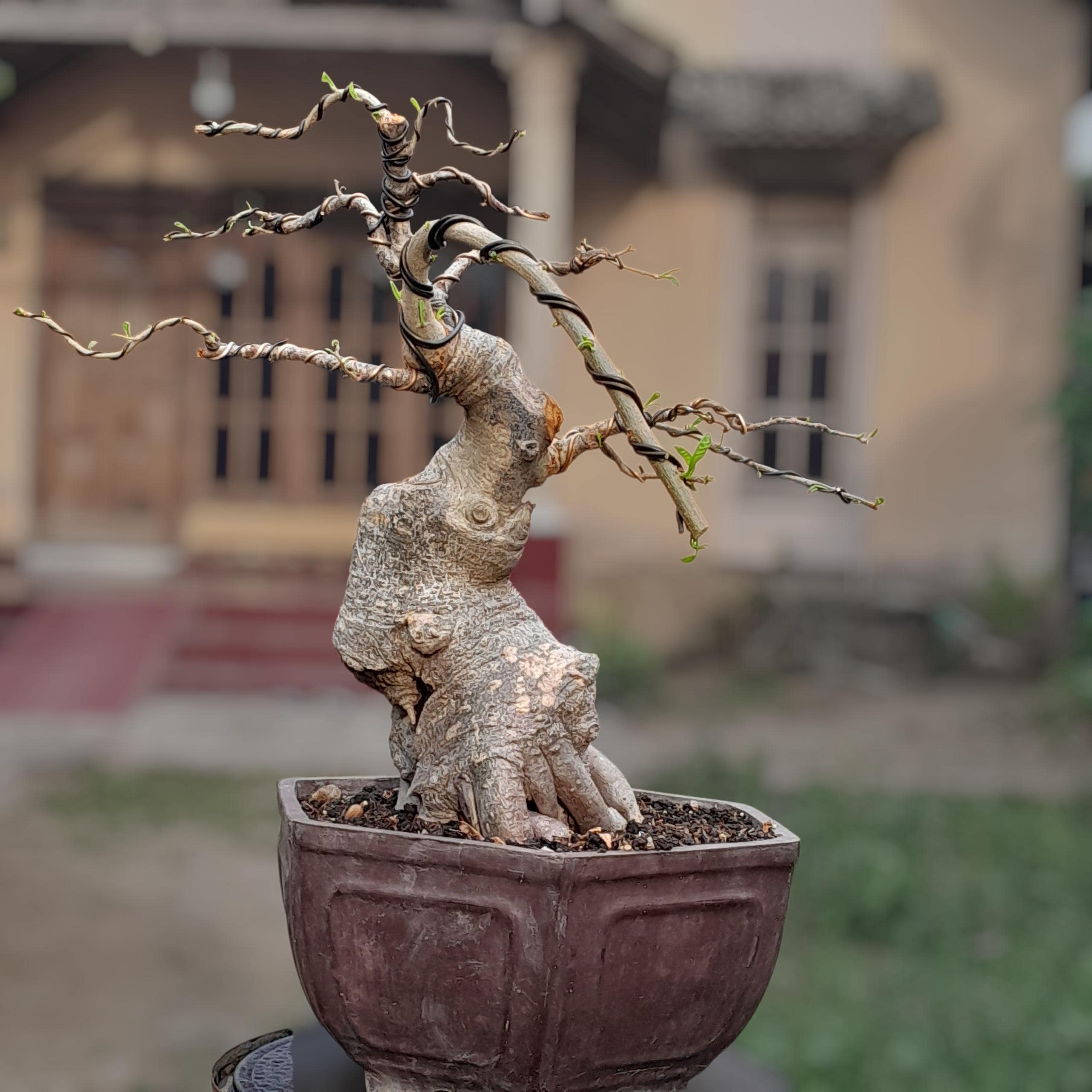 Baobab Bonsai - Etsy