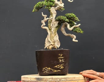 Serissa Micro Tajuki Bonsai Tree,Real Picture.with mame wood table.