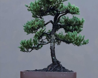 Op de afbeelding: Een kleine bonsai boom met heldergroene bladeren en een donkere, getextureerde stam. De boom staat in een bruine, rechthoekige keramische pot. De achtergrond is effen en gedempt grijs.