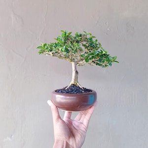 May include: A small bonsai tree with vibrant green leaves and a light brown trunk. The tree is planted in a round, brown ceramic pot. The bonsai is held in a hand against a neutral background.
