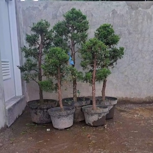 May include: Five potted evergreen trees with green foliage and brown trunks. The trees are in dark gray plastic pots, set against a gray concrete wall. The ground is wet, suggesting recent watering or rain.