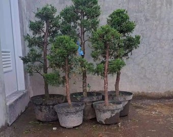Op de afbeelding: Vijf potten met groenblijvende bomen met groene bladeren en bruine stammen. De bomen staan in donkergrijze plastic potten, tegen een grijze betonnen muur. De grond is nat, wat wijst op recent water geven of regen.
