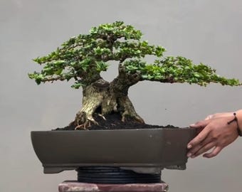 Seltener Affenbrotbaum Bonsai Baum: Affenbrotbaum Small Size - Etsy.de