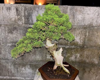 Imagen real del bonsái de Juniperus Sargentii