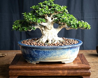 Premna Microphylla Bonsai Tree Live,Real Live
