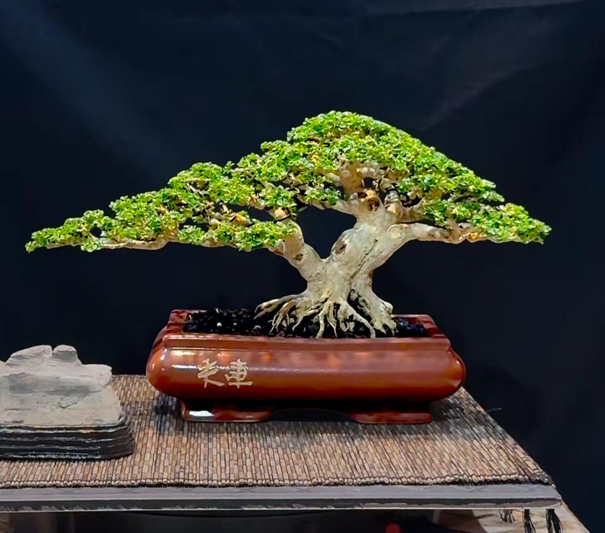Adansonia digitata - Baobab - Rara Pianta tropicale Albero & Bonsai Seeds (5 Adansonia digitata - Baobab - Rara Pianta tropicale Albero & Bonsai Seeds (5