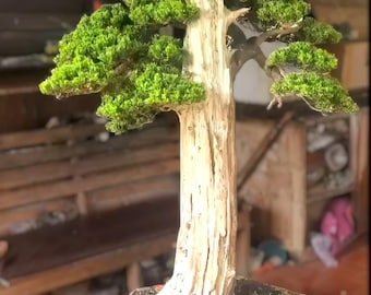 Bonsaiboom Juniperus Chinensis, echte foto, hoogte: 125 cm