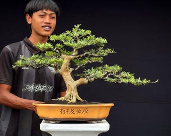 Blaue Glocke Bonsai Tropischer Baum Aktuelles Bild