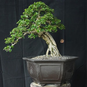 Premna Microphylla Bonsai Actual Picture Bonsai 008