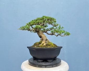 Premna Microphylla Bonsai Tree,Real Picture.