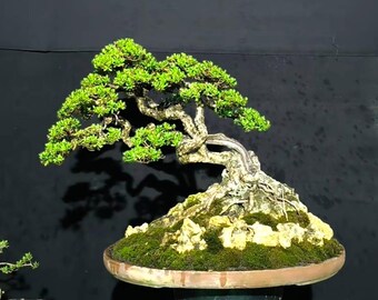 Árbol Bonsai Pemphis Acidula, imagen real.