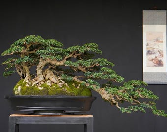 Cudrania Cocichinensis Bonsai Tree,Real Picture.