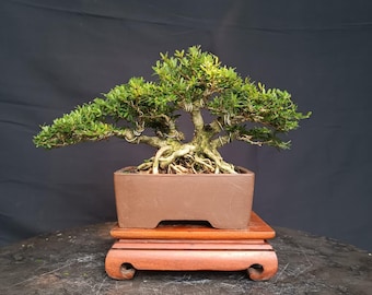 Drzewko bonsai Desmodium, prawdziwe zdjęcie.