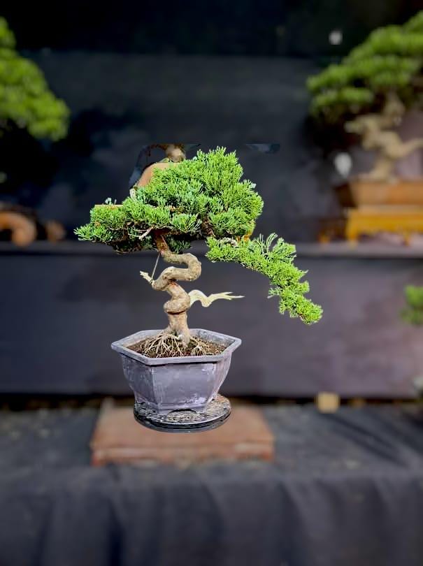 ジュニペルス・シネンシス盆栽実写真 - Etsy 日本