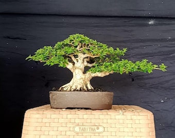 2 Premna M8crophylla Bonsai Tree,Real Picture.