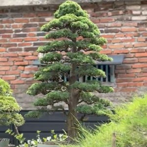 May include: A tall, upright bonsai tree with a thick, textured brown trunk and multiple horizontal tiers of dense, vibrant green foliage. The tree is planted in a shallow rectangular container, showcasing a structured, layered canopy shape.
