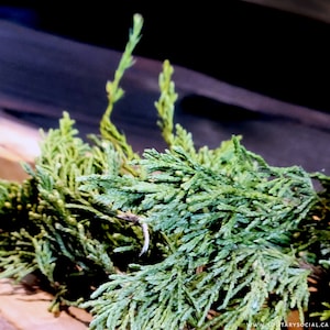 May include: Close-up of fresh, green cedar branches. The evergreen foliage has a vibrant, textured appearance, with small, needle-like leaves. The branches are arranged in a natural, organic composition, suggesting a botanical theme.