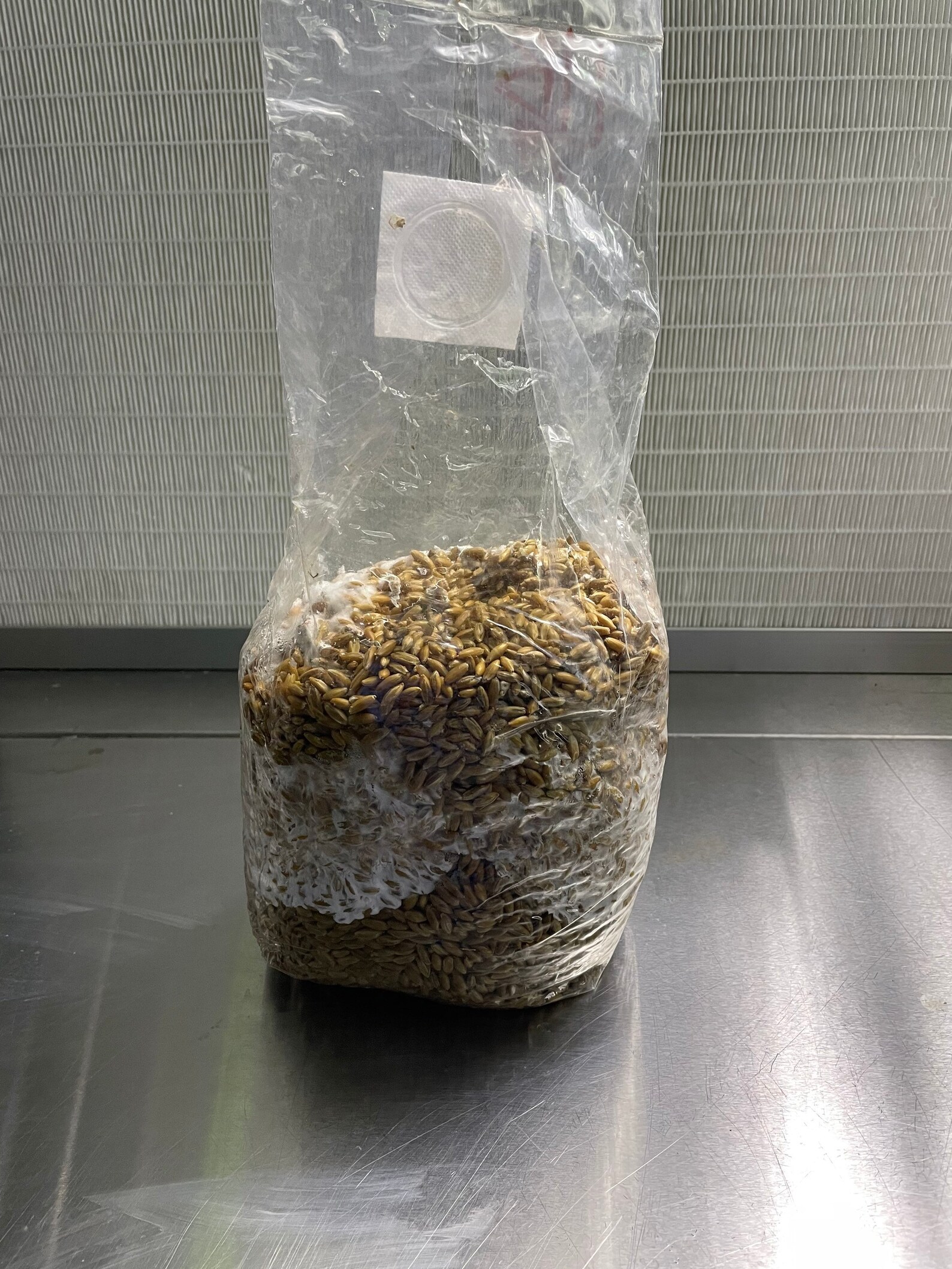 10 pack spawn bags Etsy