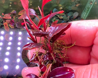 Bucephalandra Round Neo Clump Rare Live Aquarium Plant