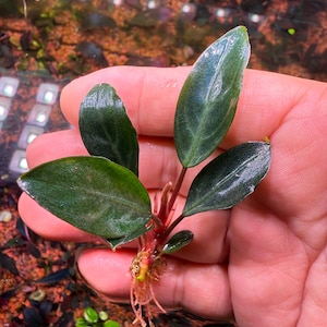 Rare Bucephalandra - Etsy