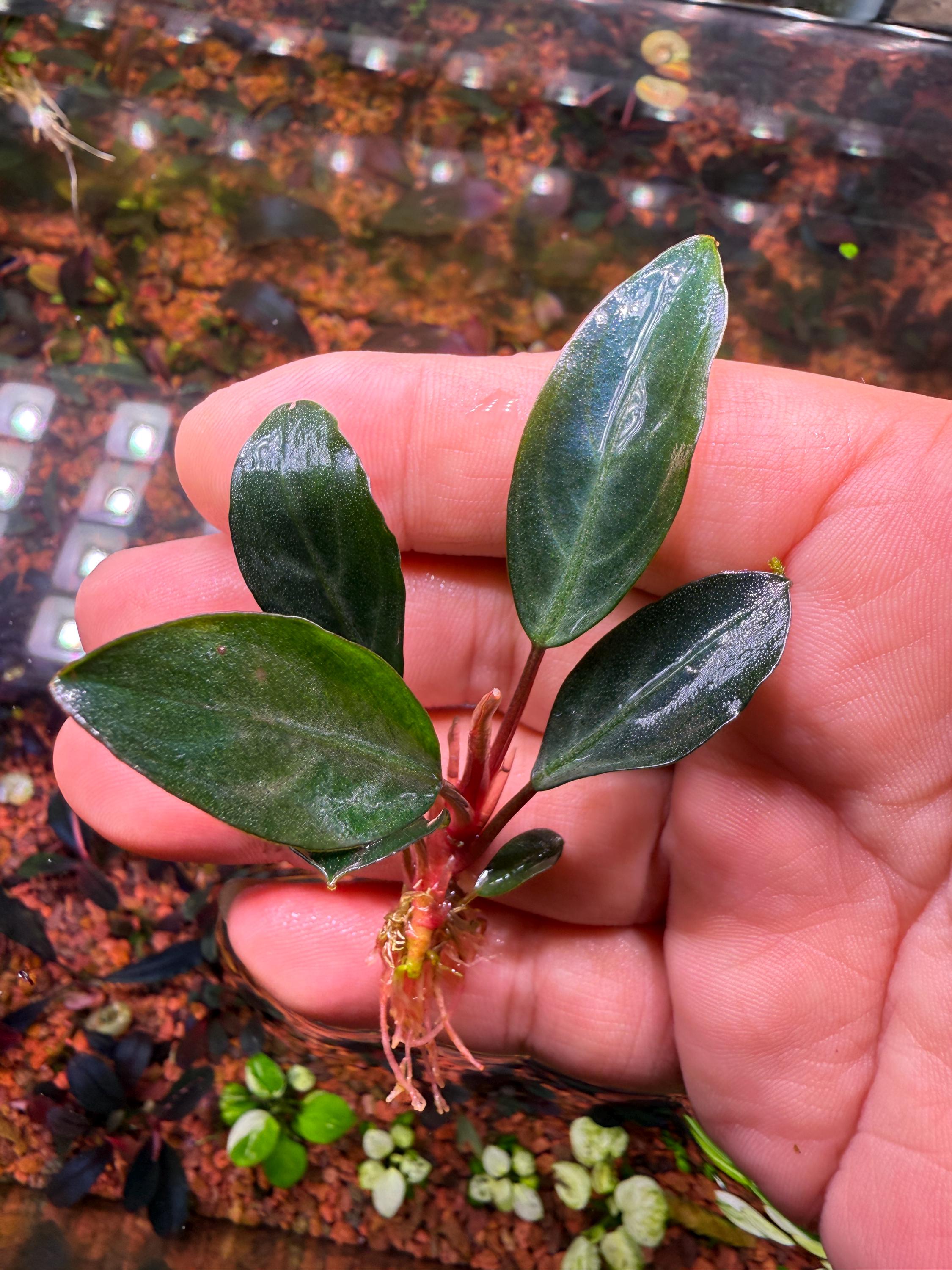 【実生ブセ】Bucephalandra cv.\