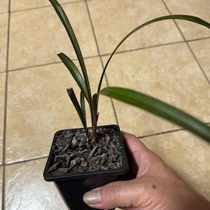May include: A small green plant with long, slender, arching leaves growing from a dark, woody base. The plant is potted in a square black plastic container filled with dark, coarse wood chip mulch as a growing medium.