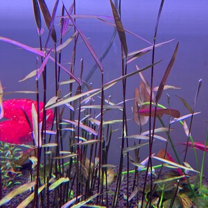 Poaceae sp. Purple Bamboo Rare Live Aquarium Plant image 2