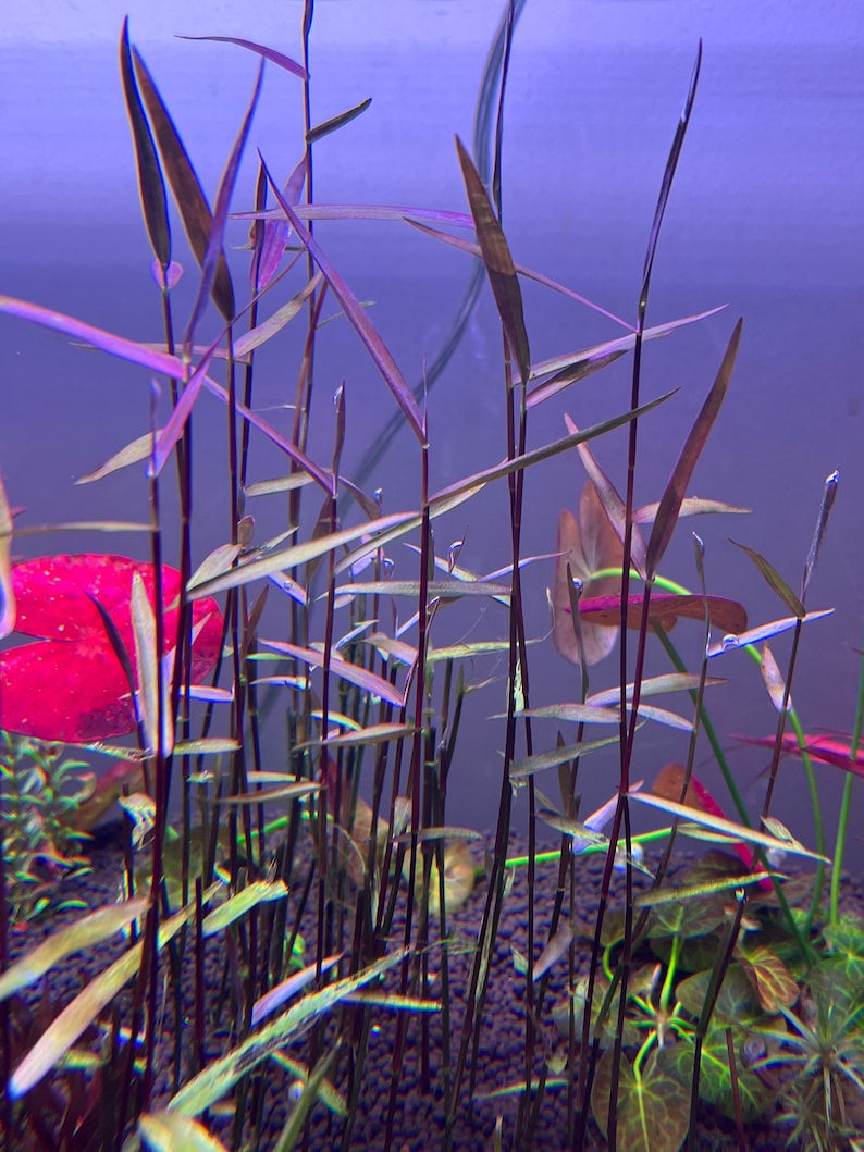 Poaceae sp. Purple Bamboo Rare Live Aquarium Plant image 2