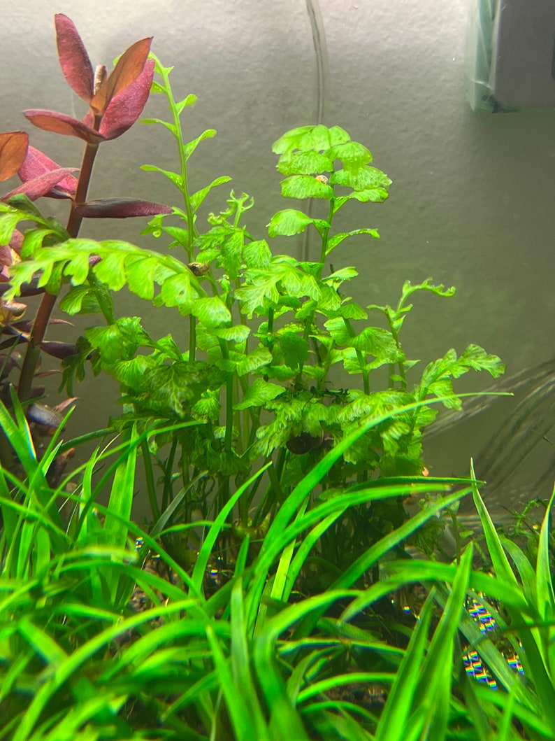 Crepidomanes Auriculatum Fern Rare Live Aquarium Plant image 3